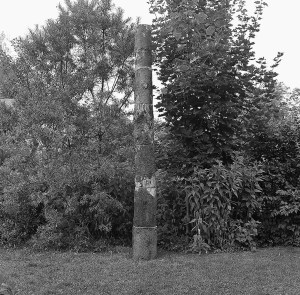 Trees Reconstruction